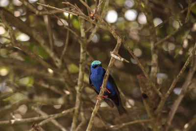 Bird perching on twig