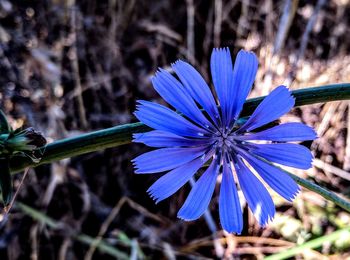 Close-up of purple flowering plant