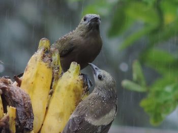 Close-up of bird perching outdoors