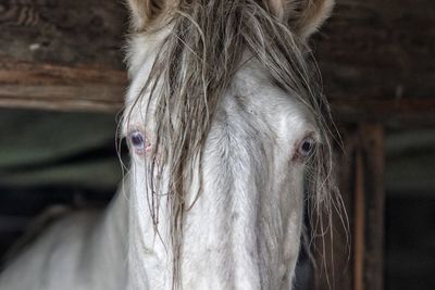 Close-up portrait of a horse