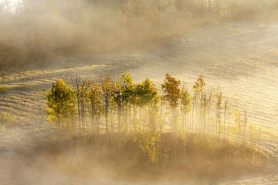 High angle view of trees on landscape during autumn