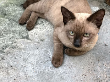 High angle portrait of cat relaxing on floor