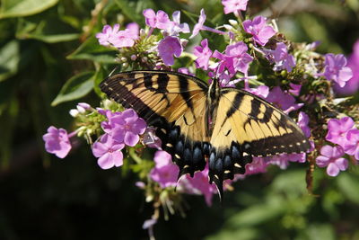 Close-up of butterfly on purple flowers