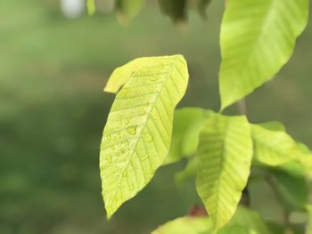 Close-up of green leaves