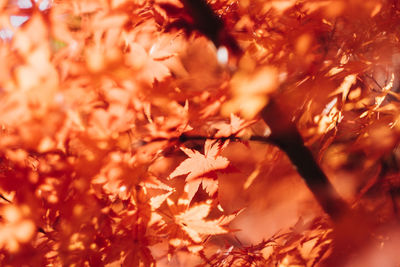 Close-up of autumn leaves