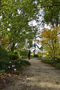 View of trees on landscape