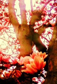 Low angle view of pink flowers on tree