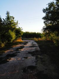 Dirt road amidst trees against clear sky