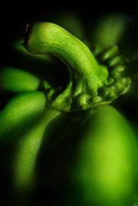 Close up of green leaf