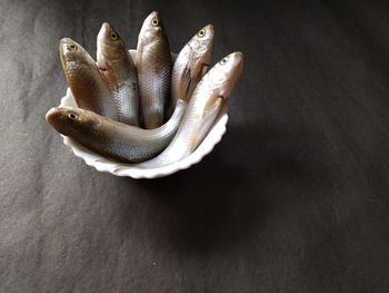 High angle view of crab on table