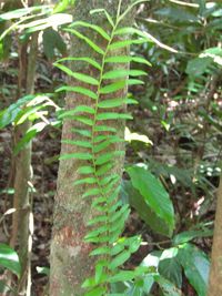 Close-up of leaves