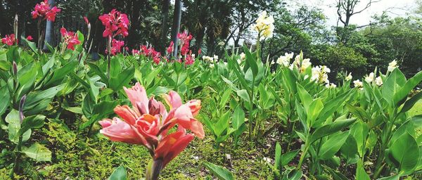 Close-up of red flowers blooming on plant