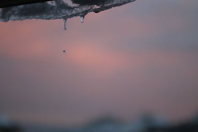 Close-up of jellyfish in water