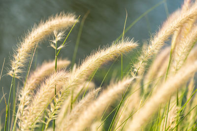 Close-up of wheat growing on field