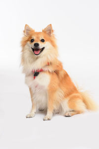 Portrait of a dog over white background