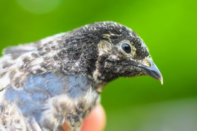 Close-up of a bird