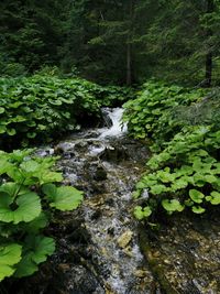 Scenic view of stream amidst trees in forest