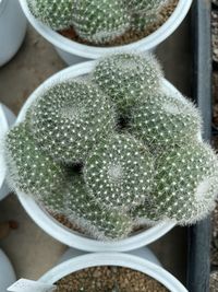 Close-up of succulent plant