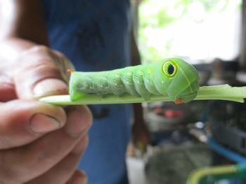 Close-up of hand holding lizard