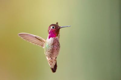 hummingbird