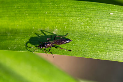 Close-up of insect on leaf