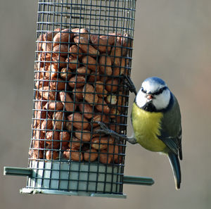 Close-up of bird in cage