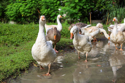 Ducks in lake