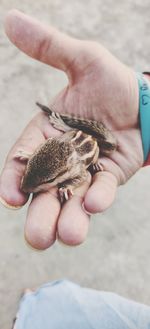 Close-up of hand holding finger
