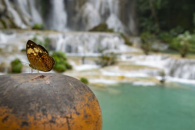 Close-up of bird on rock