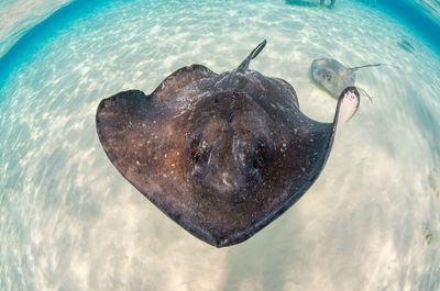 View of stingray from above swimming in sea