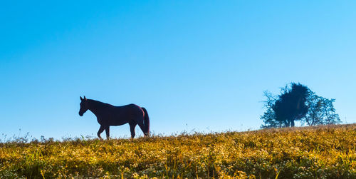 Horse standing on field against clear blue sky