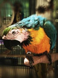 Close-up of gold and blue macaw in birdcage