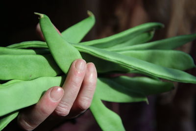 Close-up of hand holding green beans