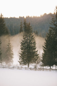 Trees on snow covered landscape against sky