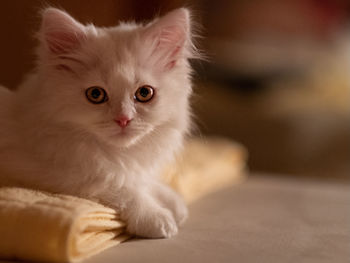 Close-up portrait of a kitten