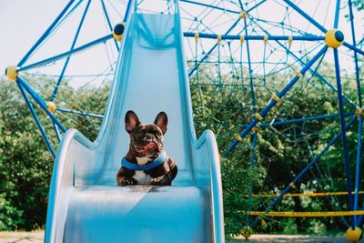 Portrait of a french bulldog dog at playground in summer