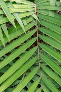 Full frame shot of palm leaves