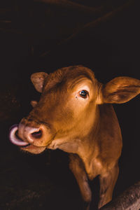 Close-up portrait of cow