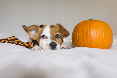 Portrait of dog with pumpkin on bed at home