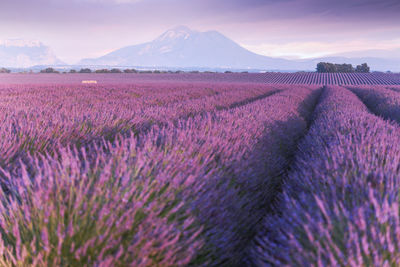 Provence, valensole plateau. lavender fields in full bloom and landscape. high quality photo