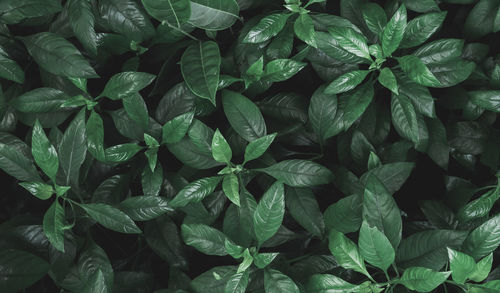 Full frame shot of green leaves
