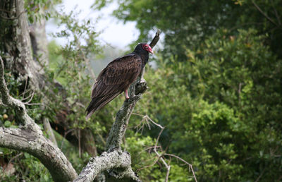 Low angle view of bird perching on tree