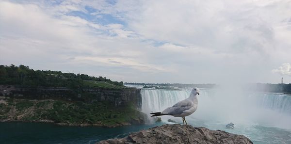 Seagull on rock by sea against sky