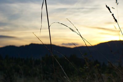 Close-up of silhouette plants on field against sunset sky