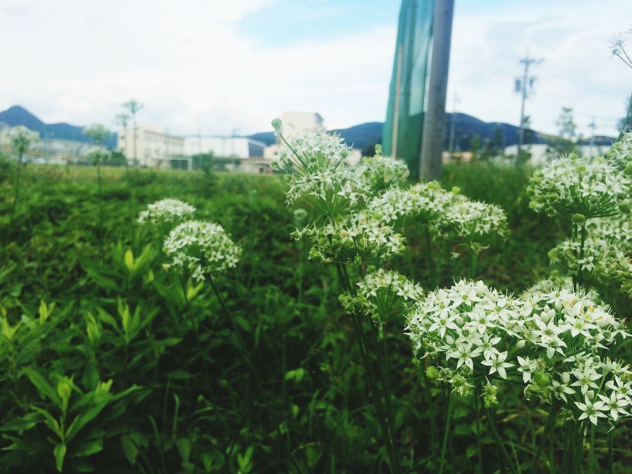 flower, growth, freshness, plant, sky, fragility, beauty in nature, nature, blooming, built structure, green color, architecture, building exterior, day, in bloom, cloud - sky, petal, field, leaf, blossom