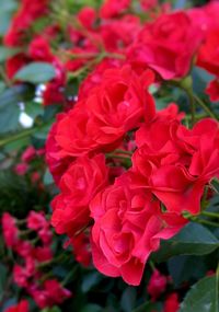 Close-up of red flowers blooming outdoors