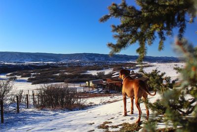 Dog standing on snow covered land