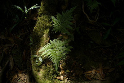 High angle view of fern amidst trees on field