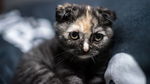 Close-up portrait of kitten