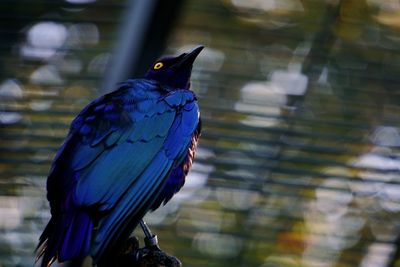 Close-up of bird perching on branch